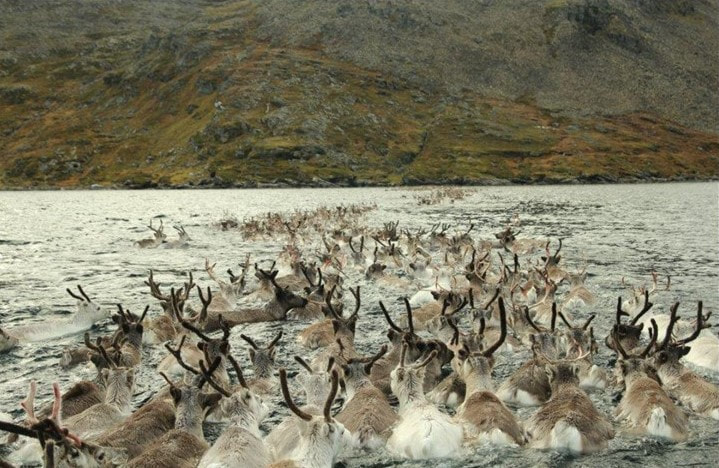 Reinen svømmer over Magerøysundet.