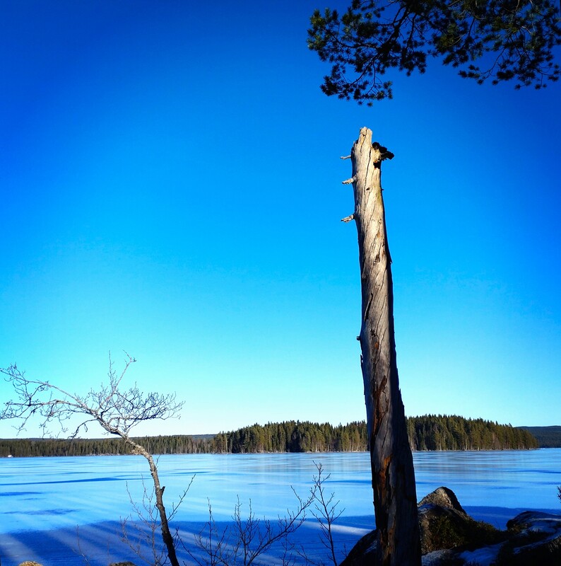 KELO FARMOR. Furu er et treslag som tåler og vokser i ugunstige forhold. Furuer som dør en naturlig død i alderdommen står igjen som bautaer blant sine etterkommere, med smilerynker i stammen der de har utallige vridninger etter å holde ansiktet mot sola, mens jorden roterte. Farmor stelte for mennesker i hele sitt liv, og ga omsorg så langt hun tålte hele sitt liv, uten å miste sitt rotfeste. Farmor mistet sin mor i barsel som fireåring og måtte flytte i fosterhjem uten videre kontakt med biologiske søsken eller far. Langt inn i min barndom dro hun også til sitt fosterbarndomshjem for å vaske og stelle for fostersvigerinne og hennes datter. Hun er kelo.