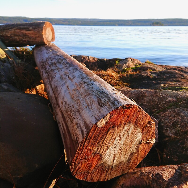 FORSTOKKET FORNORSKET. MIN FARFAR. Han ble født odelsgutt og ble farløs ung, og i tillegg til å drive gård under sin mor, måtte han ut og jobbe for storskogeier med hogst, kjøring med hest og fløting, på andre siden av sjøen fra småbruket. Dette medførte brakkeliv på ukedager, hvor hans kone og iblant barn, ble med til brakka for å stelle og hjelpe til. Farfar døde av hjerteinfarkt 46 år gammel i skogsbrakka, hvor hans kone og sønn står ved senga og febrilsk hyler etter hjelp langt inne på skogen. Min far var 11 år, og ikke odelsgutt. Farmor 39 år, odelsgutten 18 år. Onkel fikk en vond beskjed når han hadde steget i gradene. Far og farmor fant seg et etter hvert midlertidig nytt hjem i nærheten så far kunne gå og besøke sin farmor. Stokkene på skjæret, på motsatt side av sjøen der farfar døde, viser et tverrsnitt av blodårene etter et liv med fysisk slit, flesk, sprit, akkord og isvann mot hud.