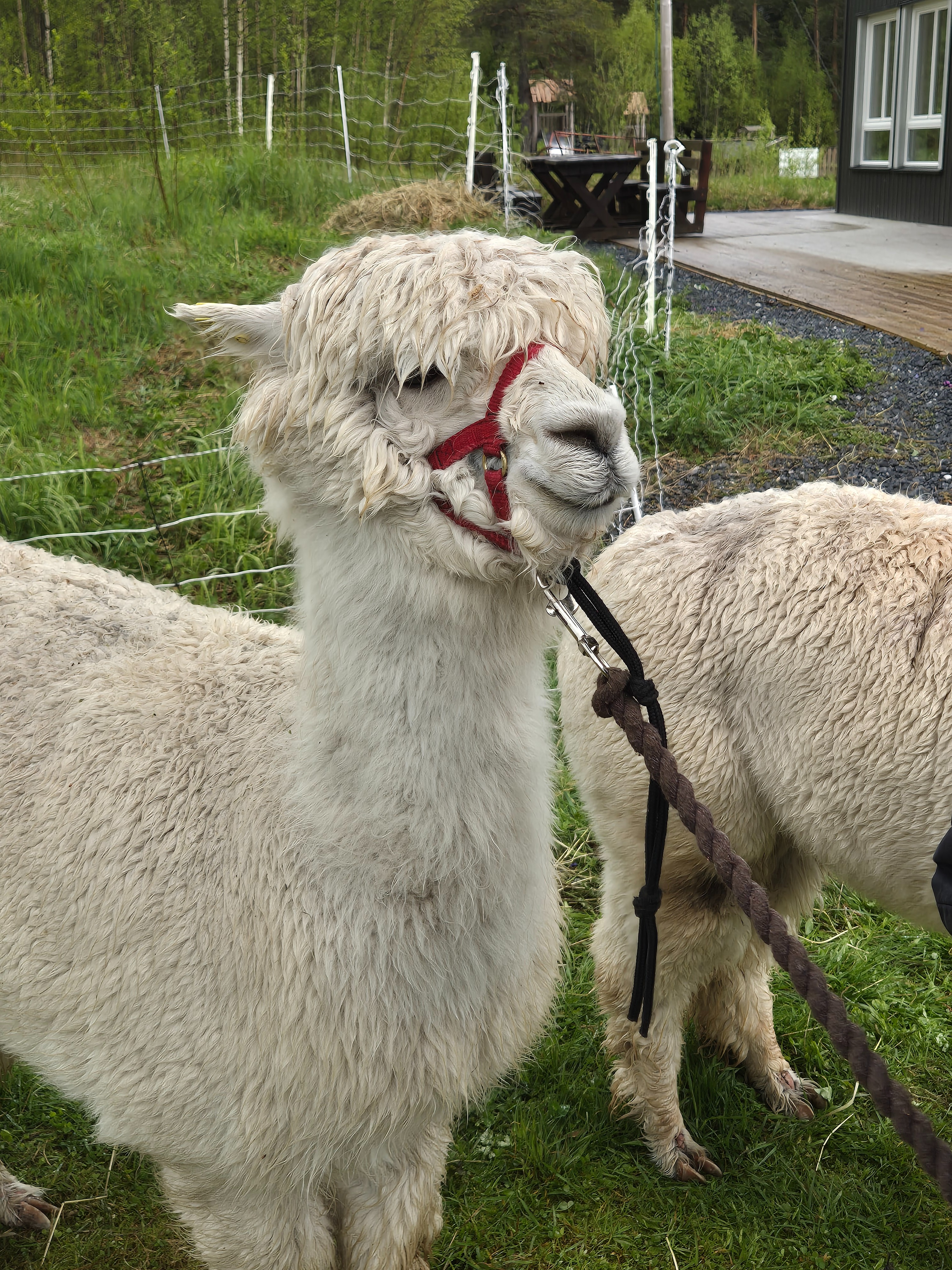 Bildet viser en hvit alpakka med en rød grime. Den står på en grønn gressplen, og det er et gjerde og en bygning i bakgrunnen. En annen alpakka er delvis synlig ved siden av den. «KI-generert bildetekst, kvalitetssikret før publisering.»
